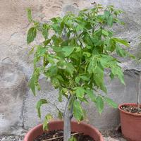 Bonsai Acero
