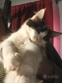 Cuccioli mainecoon