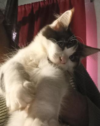 Cuccioli mainecoon