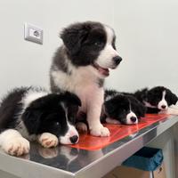 Cuccioli di Border Collie con pedigree