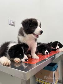 Cuccioli di Border Collie con pedigree