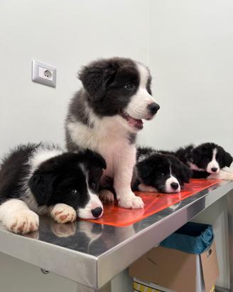 Cuccioli di Border Collie con pedigree