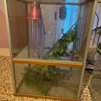 Teca in vetro per rettili