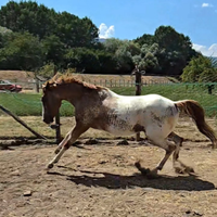 Stallone Appaloosa