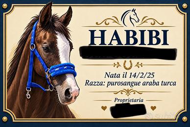 Targhette Box Cavalli Personalizzate