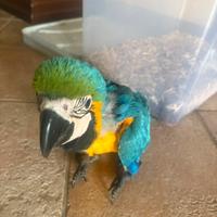 Molti pappagalli ed esotici disponibili
