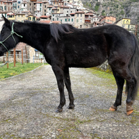 Puledra Murgaint 2 anni