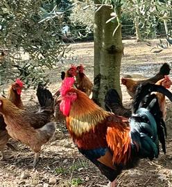3 galli e 9 galline siciliane coronate