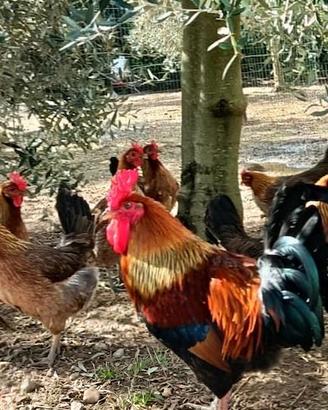 3 galli e 9 galline siciliane coronate