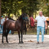 Vendita cavallo bardigiano