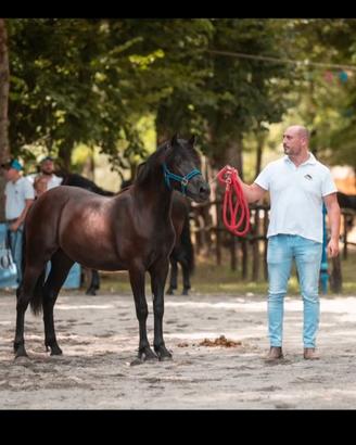 Vendita cavallo bardigiano