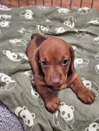 Cucciolo bassotto nano maschio