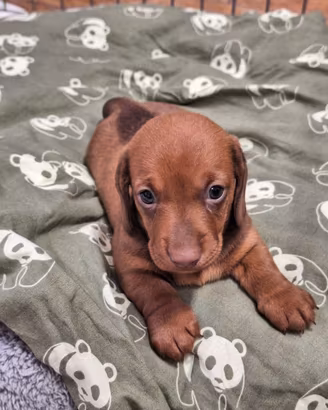 Cucciolo bassotto nano maschio