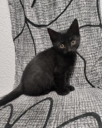 Gattino nero maschio