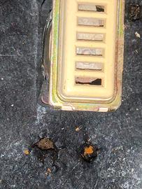 BTicino campanello ho ronzatore  12 Volt 