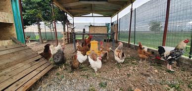 Pulcini allevati in purezza