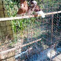 Colombi cappuccini maschi