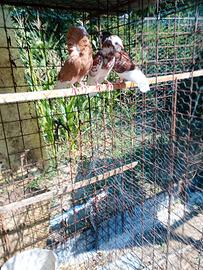 Colombi cappuccini maschi