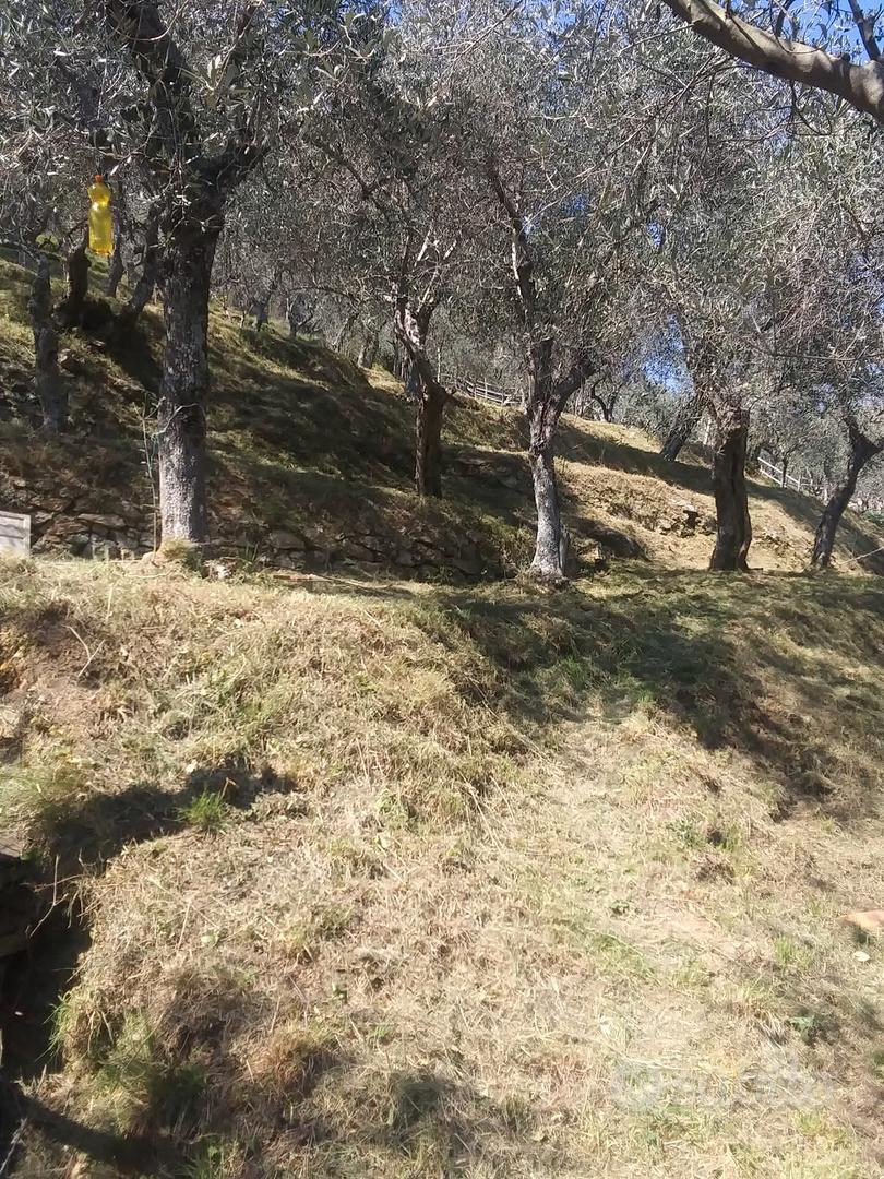 oliveta - Vista 2
