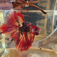 88euro , 3 candy galaxy candy betta Thailand