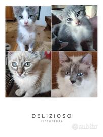 SÌBERIANI, cuccioli disponibili