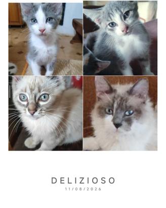 SÌBERIANI, cuccioli disponibili