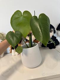 Monstera deliziosa
