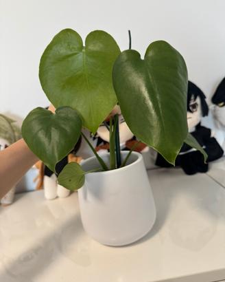 Monstera deliziosa