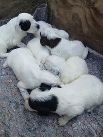 Cuccioli Setter Inglese