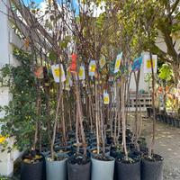 PIANTE DA FRUTTA E DI ULIVO