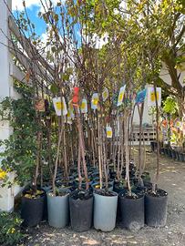 PIANTE DA FRUTTA E DI ULIVO