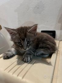 Vendita gattini Maine Coon