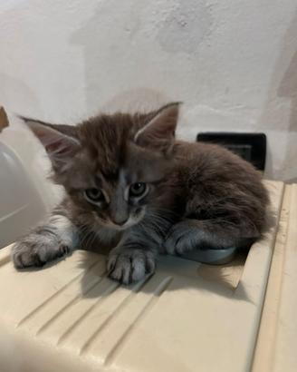 Vendita gattini Maine Coon