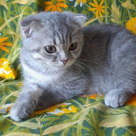 Cuccioli Scottish fold e Scottish straight 