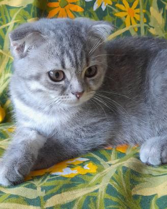 Cuccioli Scottish fold e Scottish straight 