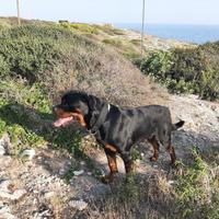 Rottweiler maschio per monte accoppiamento