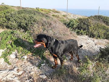 Rottweiler maschio per monte accoppiamento