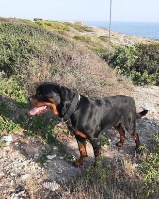 Rottweiler maschio per monte accoppiamento