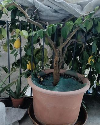 Limone