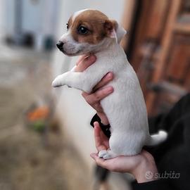 Cucciola Jack russel