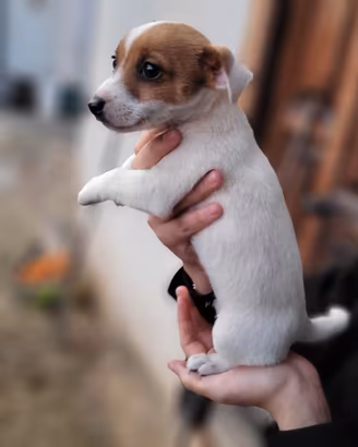 Cucciola Jack russel