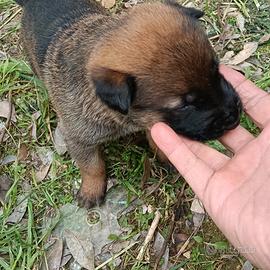 Malinois 200 euro