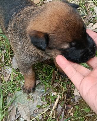 Malinois