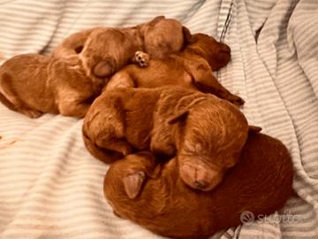 Barboncino toy red pedigree enci