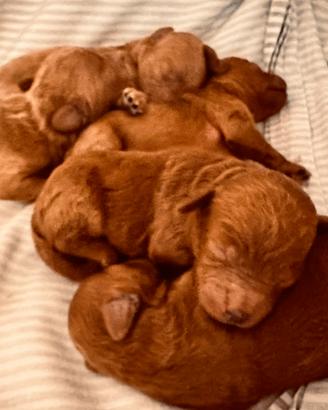 Barboncino toy red pedigree enci