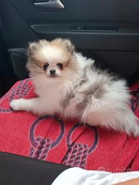 Spiz nano di pomerania
