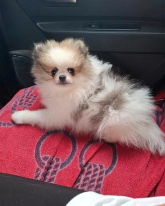Spiz nano di pomerania