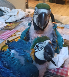 Ararauna allevate a mano