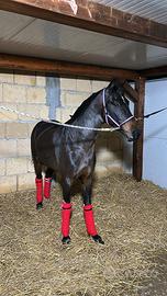 Cavallino trotter