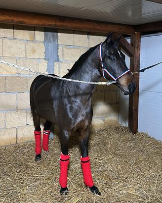 Cavallino trotter